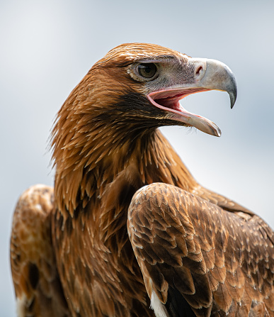 The wedge-tailed eagle is the largest bird of prey in Australia, and is also found in southern New Guinea. It has long, fairly broad wings, fully feathered legs, and an unmistakable wedge-shaped tail.