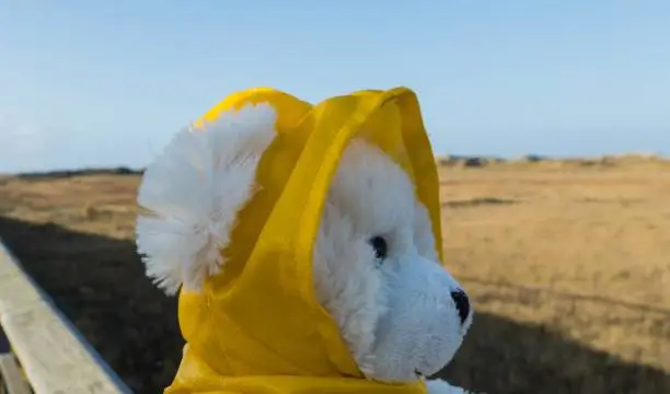 Photo of Teddy Bear with Raincoat