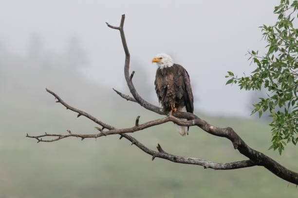 istock Bald Eagle perched in early morning fog 1299509785