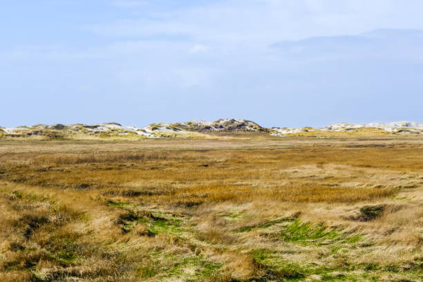 istock Dune Belt North Sea Coast 1299509855