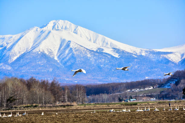 istock Swans flying in the blue sky and snowy mountain peaks 1299510082