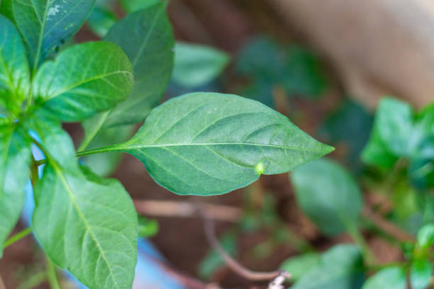 green chili leave take from the top