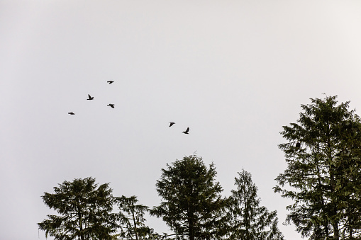 Silhouetted ravens in flight along coastal BC