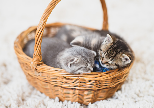 A super cute pair of kittens in a brown basket. The basket is placed on a white carpet.
