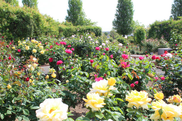 istock Colorful rose garden in japan. 1299516523