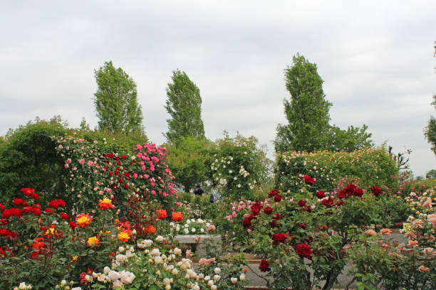 istock Colorful rose garden in japan. 1299517905