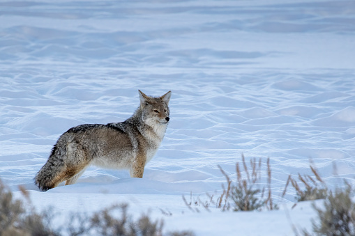 Photo of a coyote eating a field mouse in winter after a successful hunt.