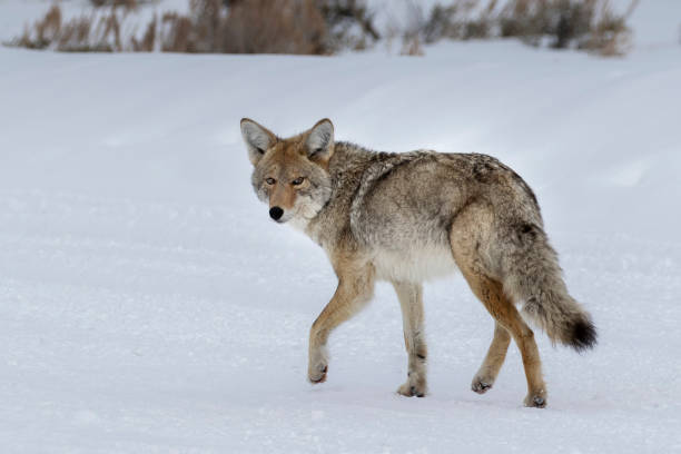 Coyote in the Winter Snow stock photo