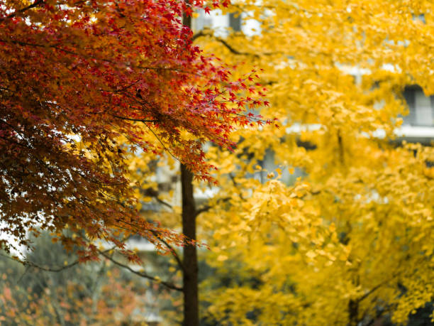 The branches were covered with golden leaves