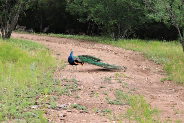 istock Green Peacock-Pavo muticus 1299525977