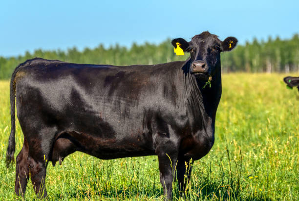 istock A black angus cow grazes on a green meadow 1299528171
