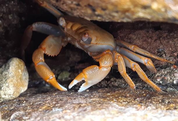 istock A small crab sits under a stone by the sea. Close-up shot. 1299529673