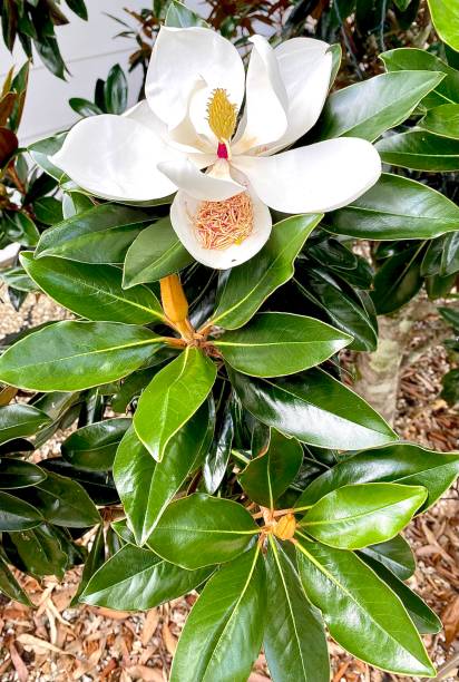 weißer magnoliebaum in gartenblüte - sweet magnolia tree blossom white stock-fotos und bilder