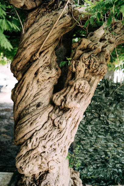 a close-up of a brown wisteria bumpy trunk. - color image solid brown bumpy imagens e fotografias de stock