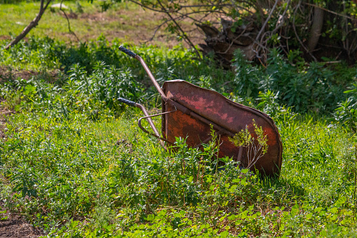 An outdoor garden themed summer time image of a rusty red metal wheelbarrow that is tipped over and abandoned in a patch of lush green grass and weeds.