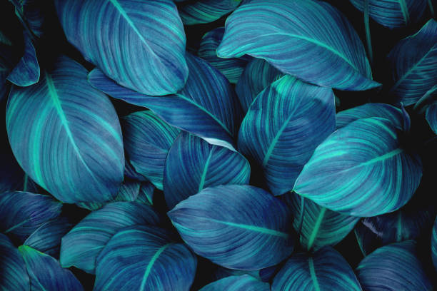 istock leaves of Spathiphyllum cannifolium background 1299532501
