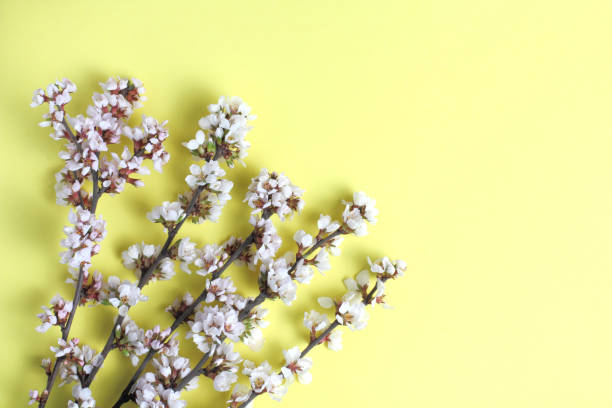 istock Flowers composition. Cherry branches with flowers on a yellow background. Flat lay, top view, copy space. 1299532596