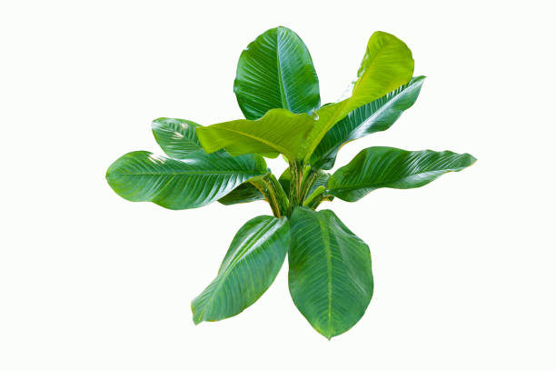 istock Dieffenbachia plant isolated on white background 1299532633