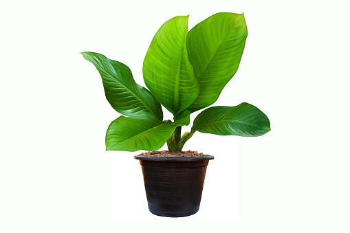Artificial plant Philodendron monstera planted in white pot