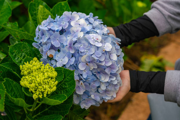 istock Woman hand gently holding Hydrangeas or Hortensia flower 1299535240