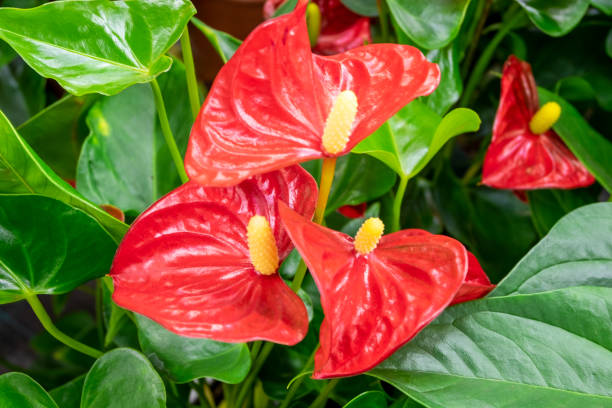 istock Close-up of a blooming evergreen anthurium plant. Selective focus, blurred backdrop. 1299536135