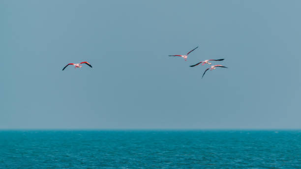 istock Pink flamingos in flight over the sea 1299538532