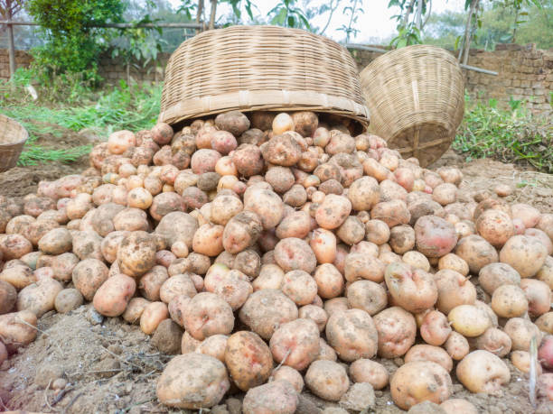 istock A heap of potatoes in the ground 1299539252