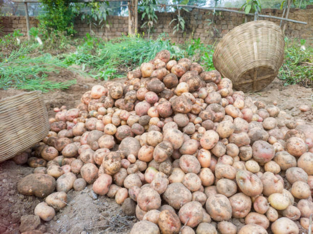 A heap of potatoes in the ground
