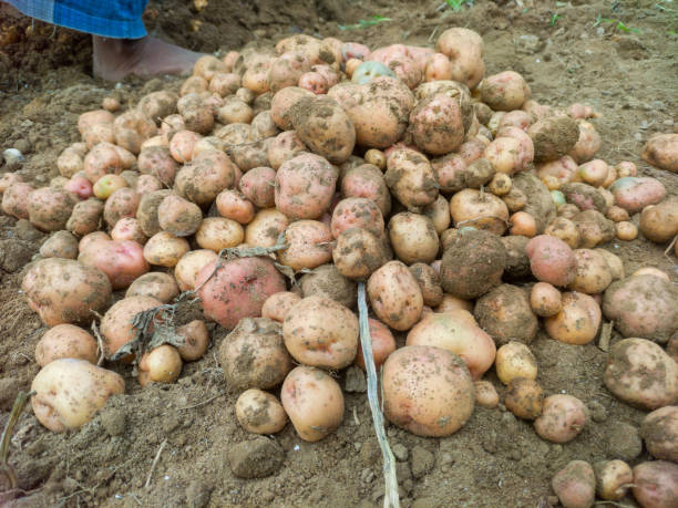 istock A heap of potatoes in the ground 1299539323