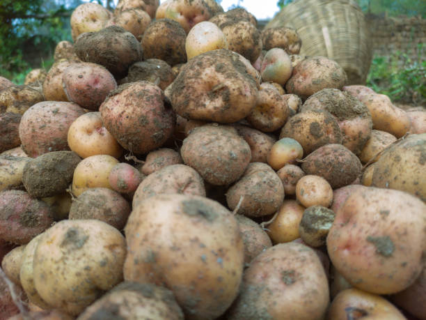 istock A heap of potatoes in the ground 1299539332