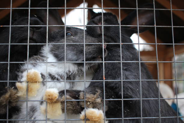 istock rabbits in a cage animals furry paws behind bars 1299539337