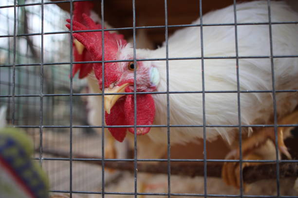 istock white hen rooster in a cage behind bars looking beak 1299539351