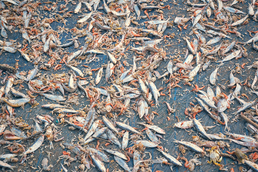 Assorted fishes, consisting of Indian mackerel and prawns are left outdoor for drying out in sun, at a dry fish factory in Fraserganj, West Bengal. Fish prepared in this way are called 'Shutki', which is a culinary delight in Asian subcontinent.