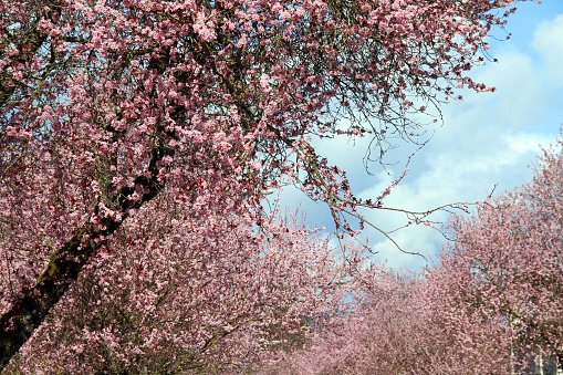 Spring Pink Cherry Blossoms in the park