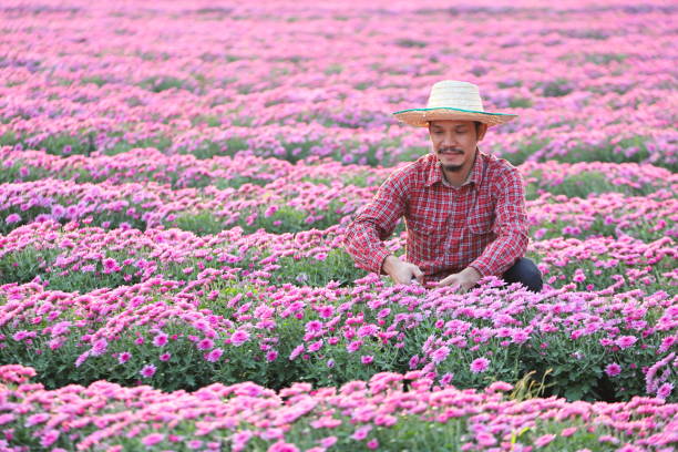 istock Asian gardener is cutting purple chrysanthemum flowers using secateurs for cut flower business for dead heading, cultivation and harvest 1299543377