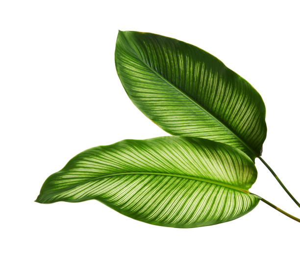 istock Calathea ornata (Pin-stripe Calathea) leaves, Tropical foliage isolated on white background, with clipping path 1299544105