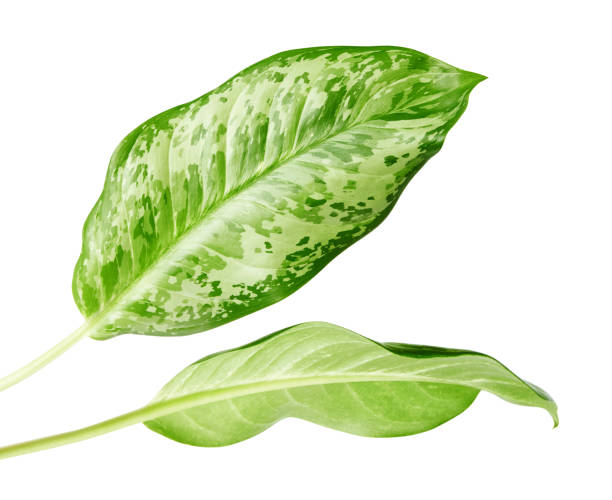 istock Aglaonema leaves, Exotic tropical leaf, isolated on white background with clipping path 1299544107