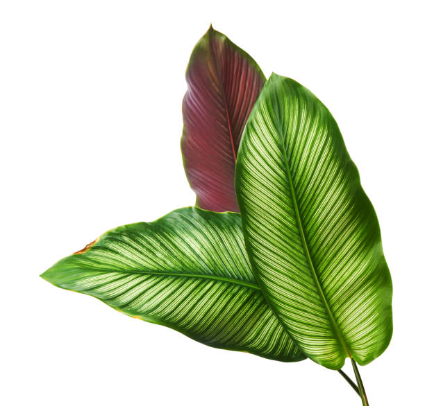 istock Calathea ornata (Pin-stripe Calathea) leaves, Tropical foliage isolated on white background, with clipping path 1299544207