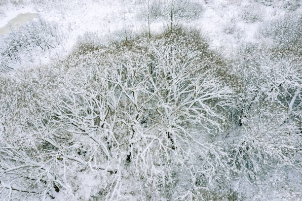 istock frosty beech trees in the forest covered with snow after heavy snowfall. top down aerial view 1299546063