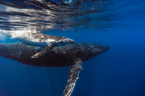 Humpback whale and calf swimming freely through open blue ocean
