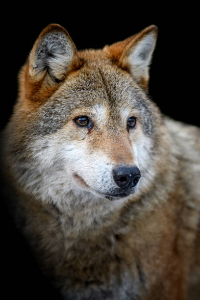 istock Close up view Wolf portrait. Wild animal on a black background 1299546986
