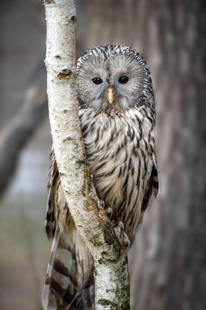 istock Ural Owl sit in a tree and looking on the the camera 1299546990