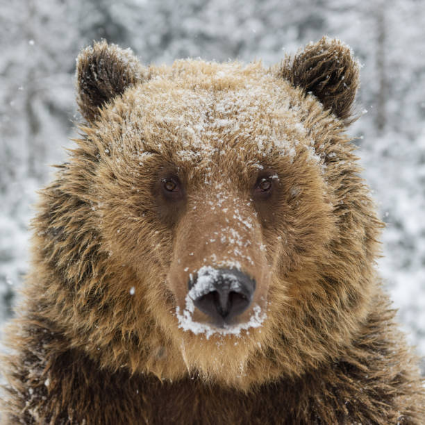 istock Close wild big brown bear portrait in winter forest 1299547019