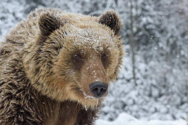 istock Close wild big brown bear portrait in winter forest 1299547023