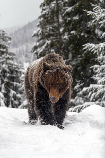 istock Close wild big brown bear in winter forest 1299547031
