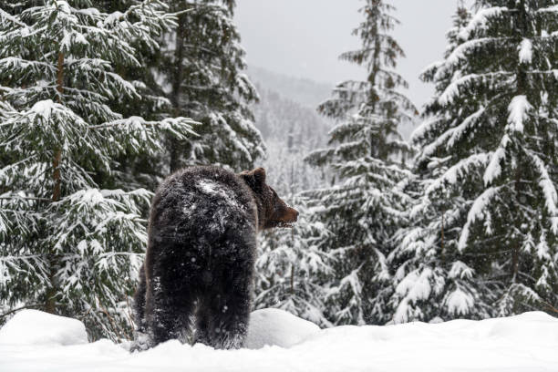 istock Close wild big brown bear in winter forest 1299547038