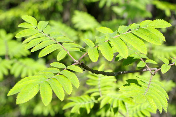 istock Rowan branch with green leaves 1299547087