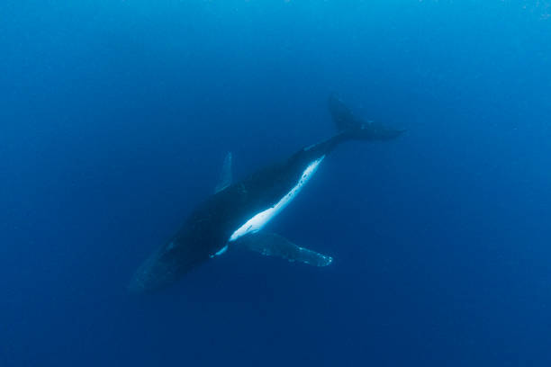 istock Humpback whale diving from the surface of the open blue ocean 1299547662