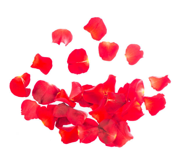 istock Red rose petals isolated over the white background 1299547718