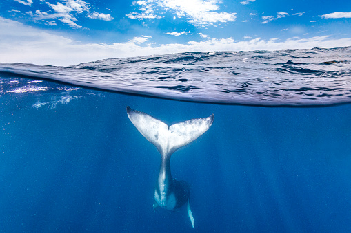 Humpback whale swimming away from the surface of the open blue ocean
